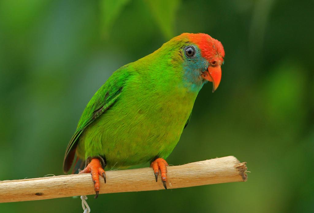 Philippine Hanging Parrot or Kulasisi