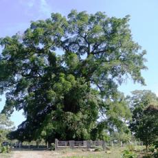 Balete Park & Millennium Tree