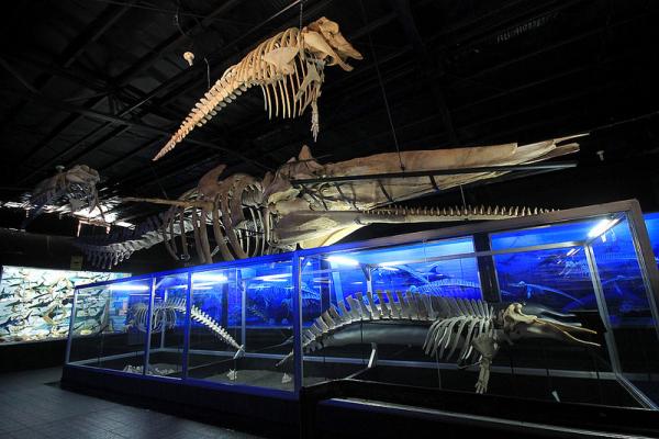 BONEfide Animal Skeleton Remains at D' Bone Collector Museum