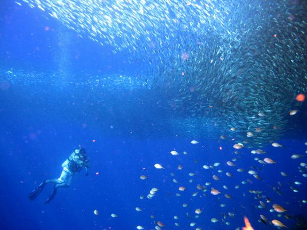 Cebu’s Finest Diving Spot: Pescador Island of Moalboal