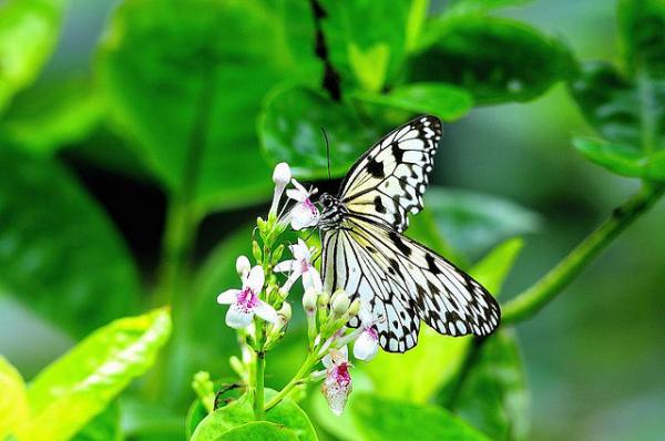 World of Butterflies, Marikina