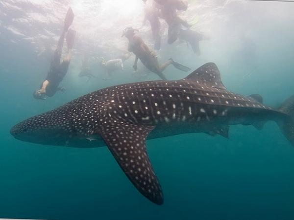 The Butanding: Our Oceans' Gentle Giant 