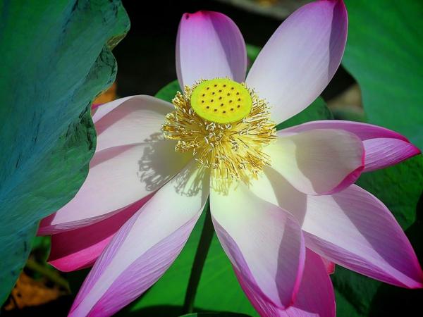 LOTUS BLOOMS IN VALLEHERMOSO