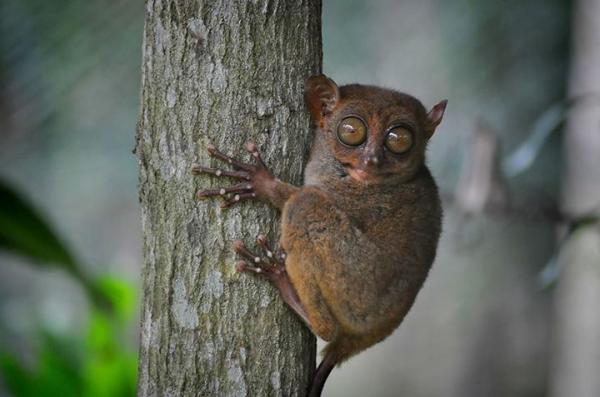 CROUCHING TIGER, HIDDEN TARSIER IN MAASIN