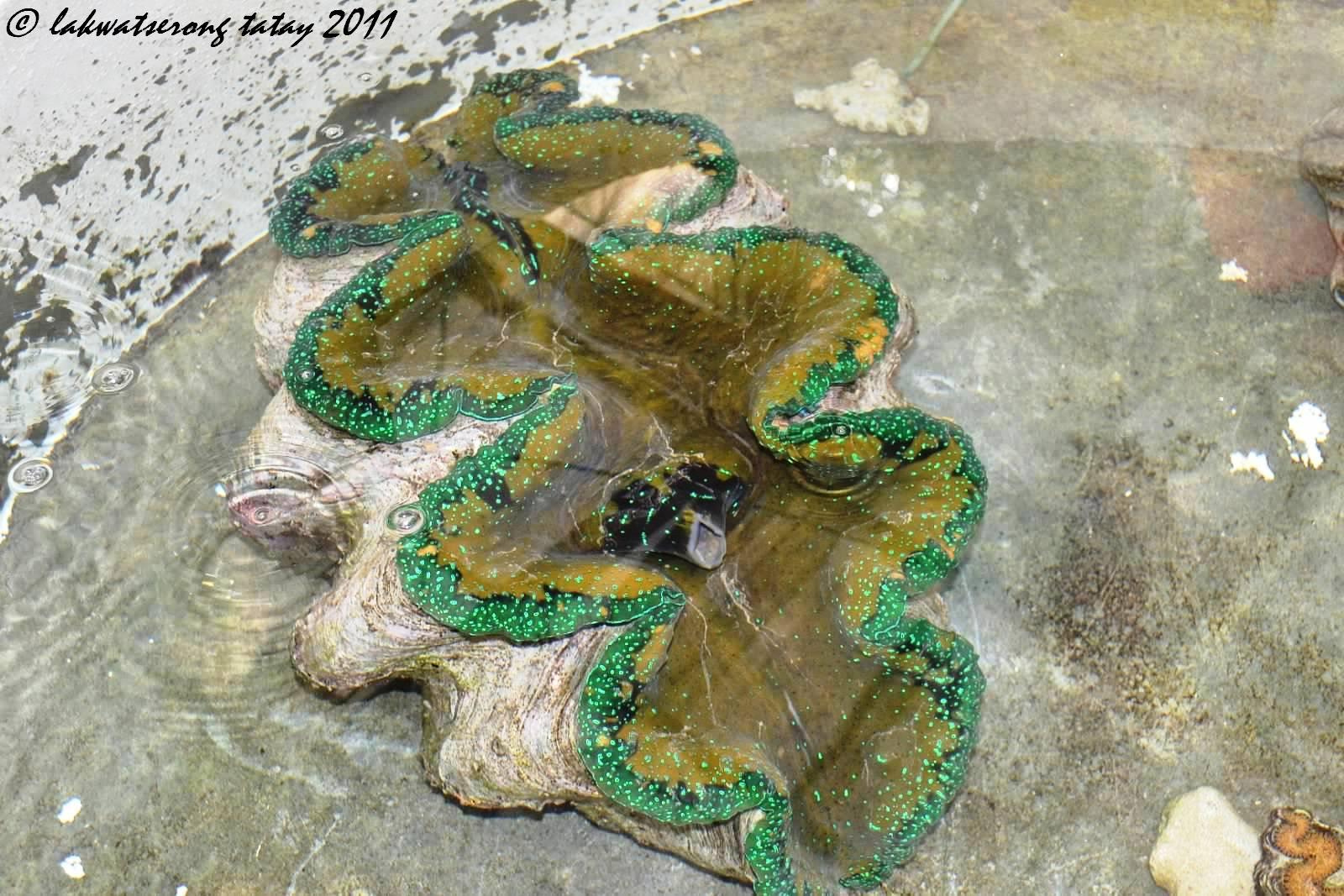 The Giant Clam Sanctuary of Camiguin