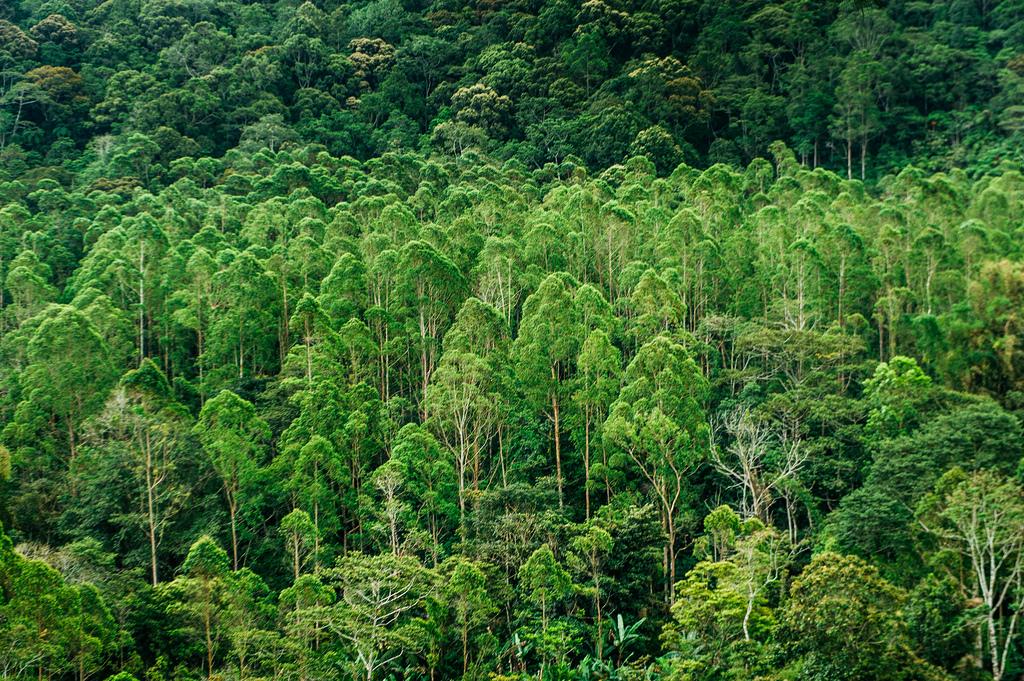 Муссонные леса животный мир. Букиднон, Филиппины. Муссонные леса дальнего Востока. Муссонные тропические леса. Муссонные леса Евразии климат.