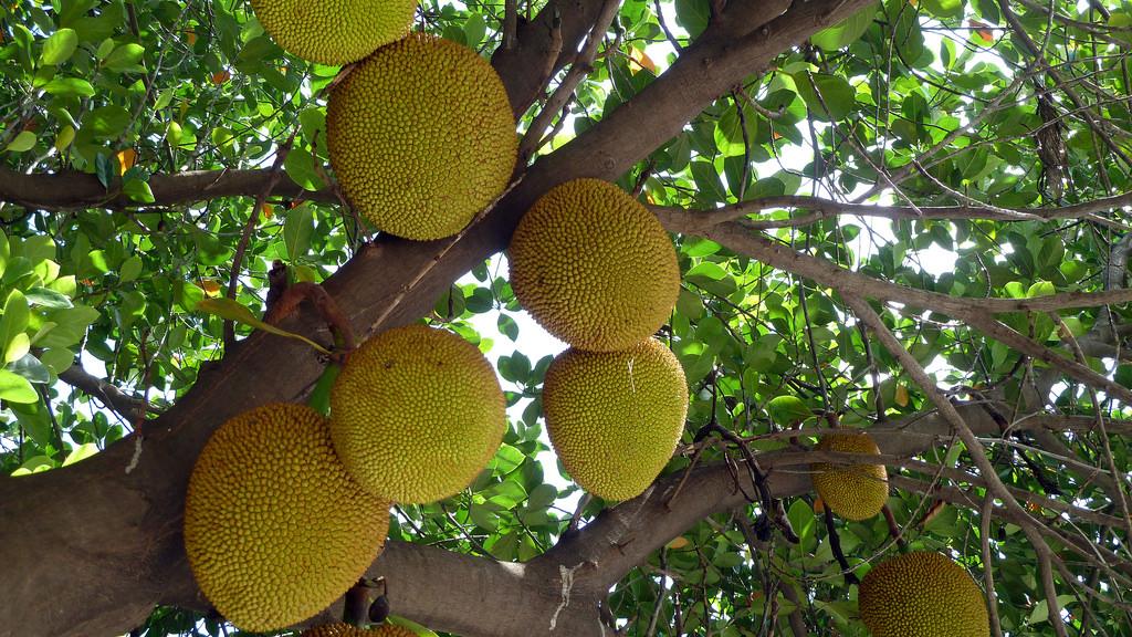 صور لأشجار الفاكهة في الفلبين
