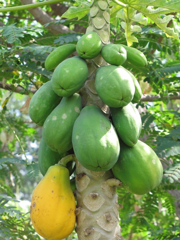 قائمة أشجار الفاكهة الفلبينية