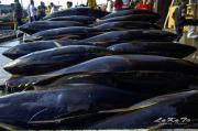 Why General Santos is the Tuna Capital of the Philippines Why General Santos is the Tuna Capital of the Philippines